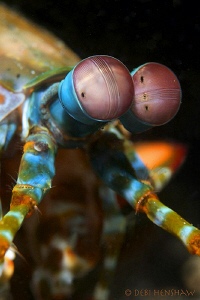 The Eyes Have It...... by Debi Henshaw 